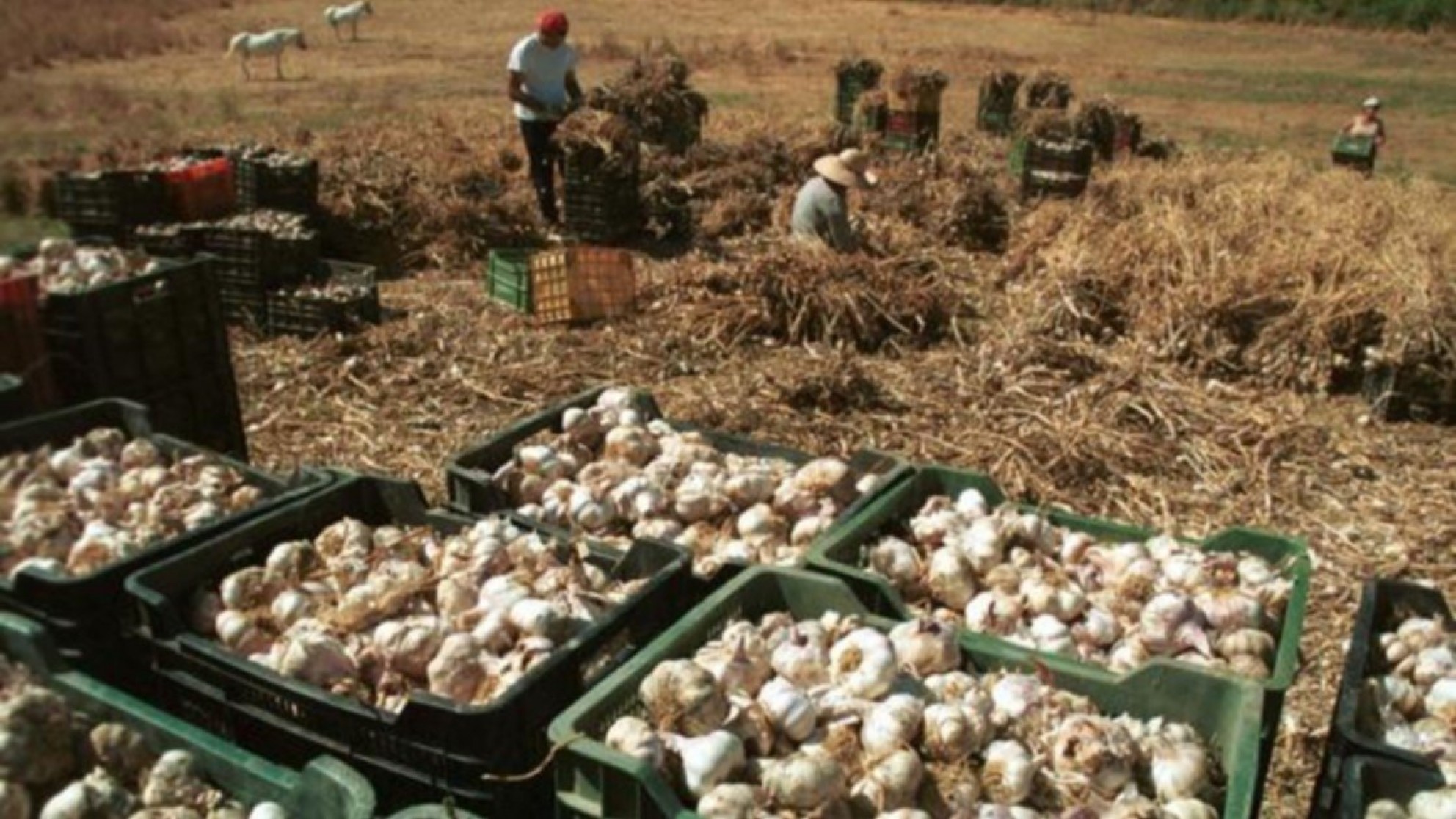 Son más de 5.000 los mendocinos dispuestos a trabajar en tareas agrícolas